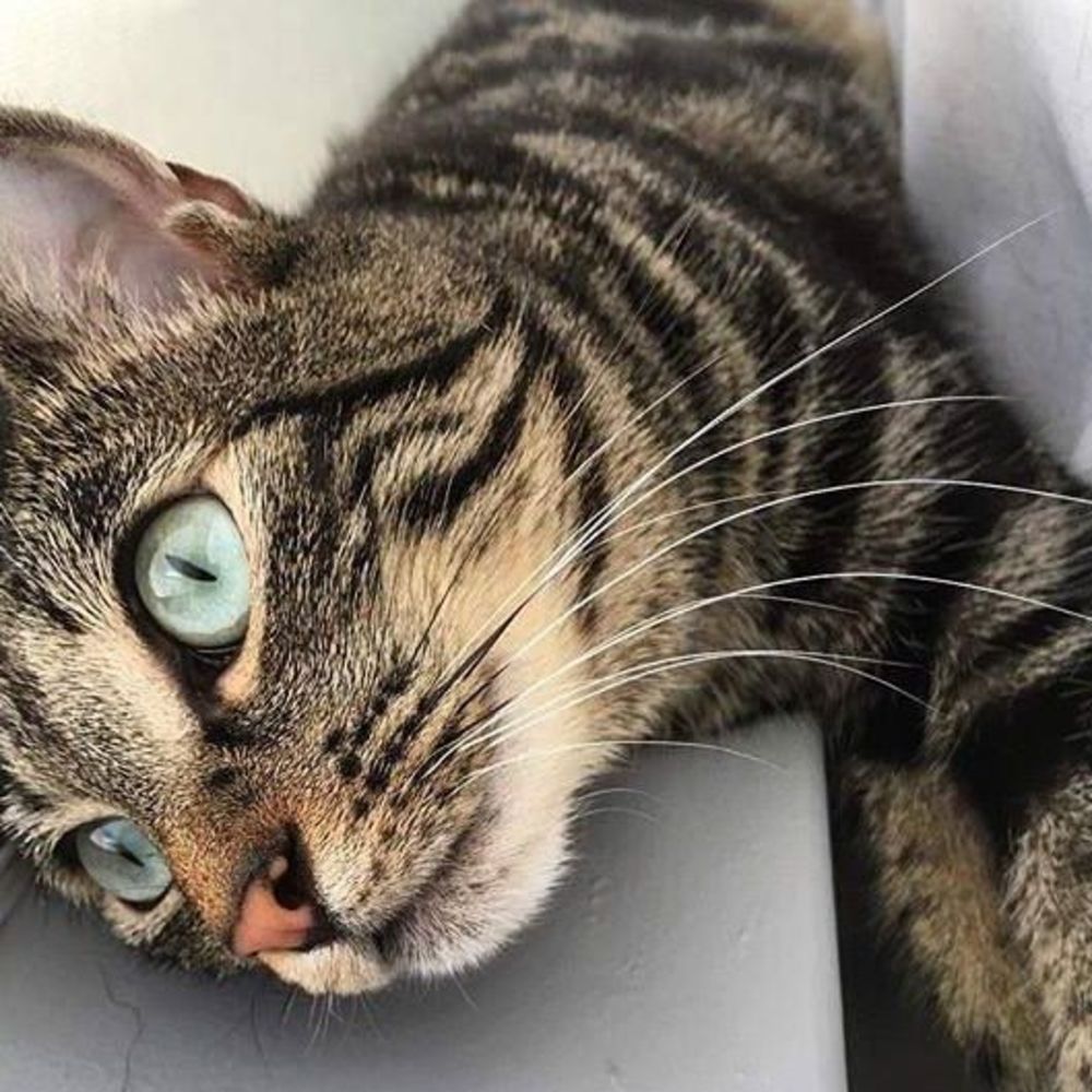 Meet your Posher, Gale